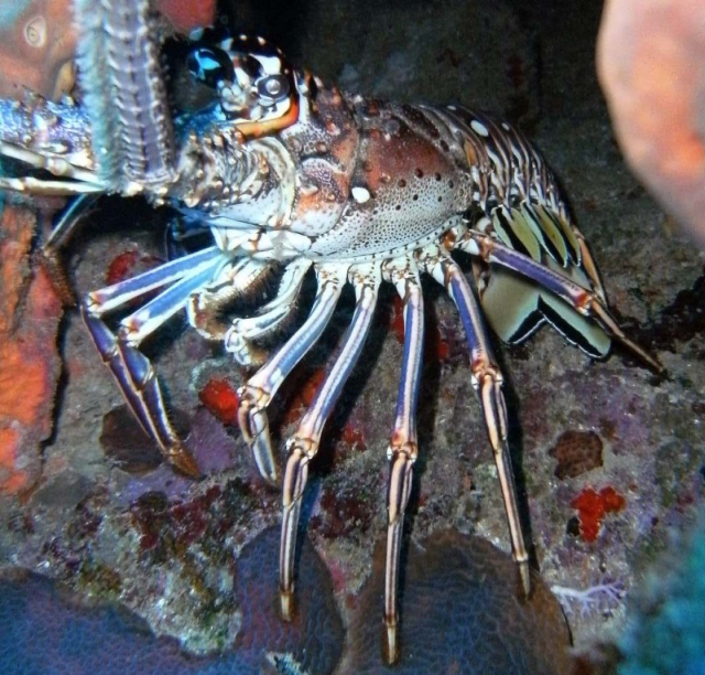 Spiny Lobster Las Galeras Samana Dominican Republic